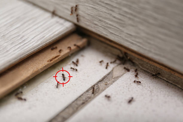 Best Affordable Pest Control Services  in , IN